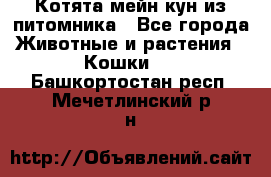 Котята мейн-кун из питомника - Все города Животные и растения » Кошки   . Башкортостан респ.,Мечетлинский р-н